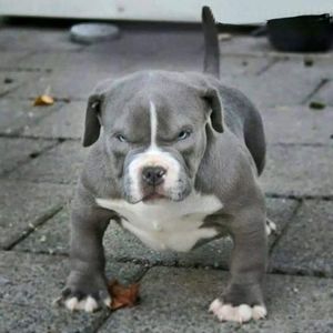 Meet your Posher, Roy